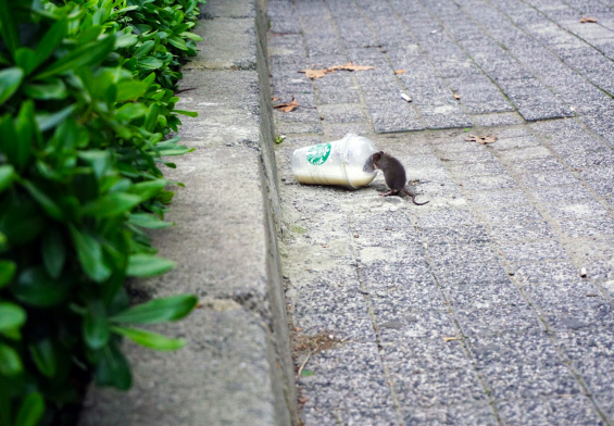 rat beside Starbucks plastic up