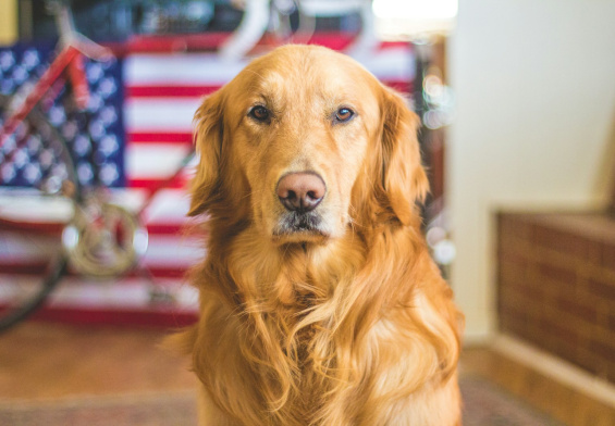 selective focus photography of golden Labrador retriever