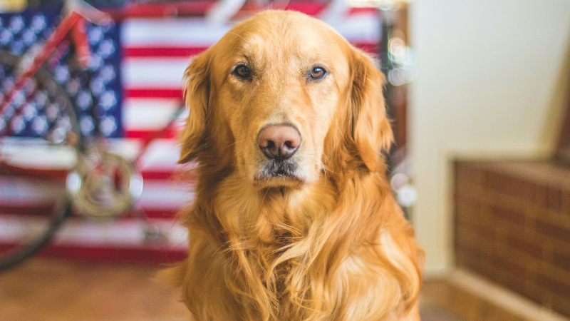 selective focus photography of golden Labrador retriever